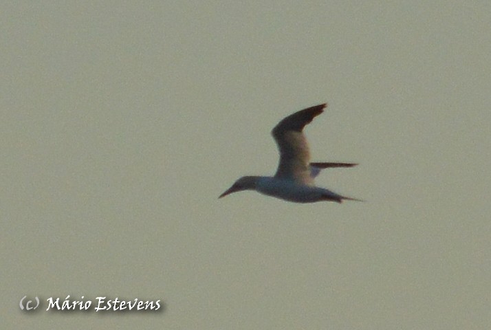 Northern Gannet - ML44299671