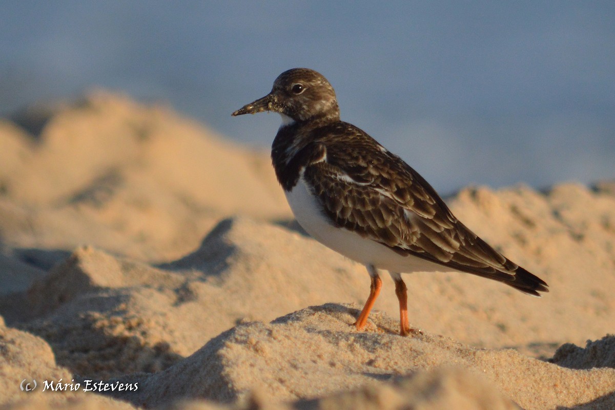 Ruddy Turnstone - ML44299711