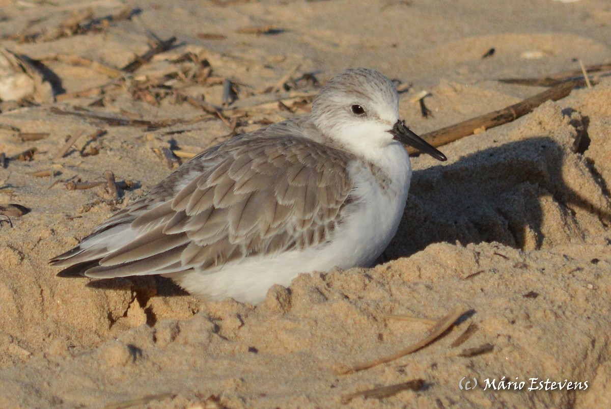 Sanderling - ML44299721