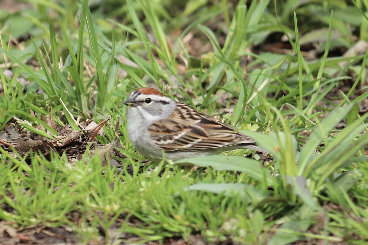 Chipping Sparrow - Al Wildrick