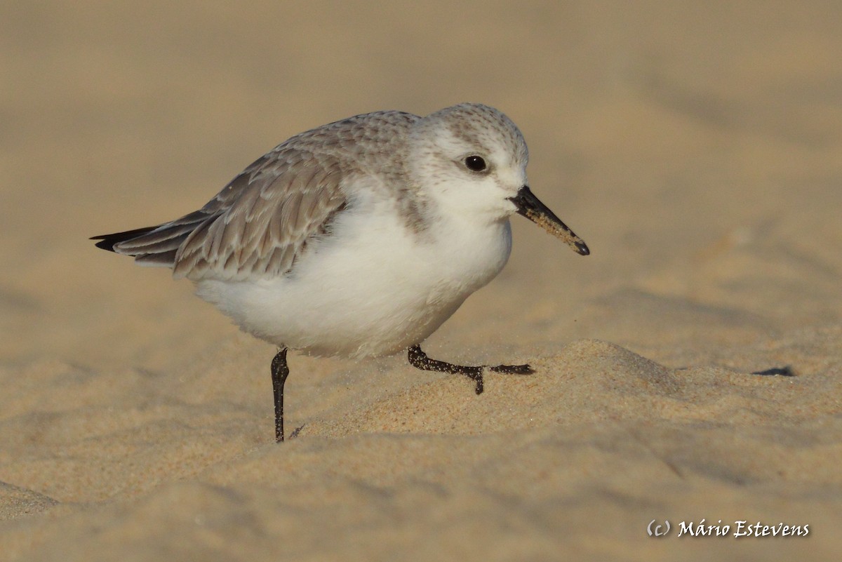 Sanderling - ML44299751