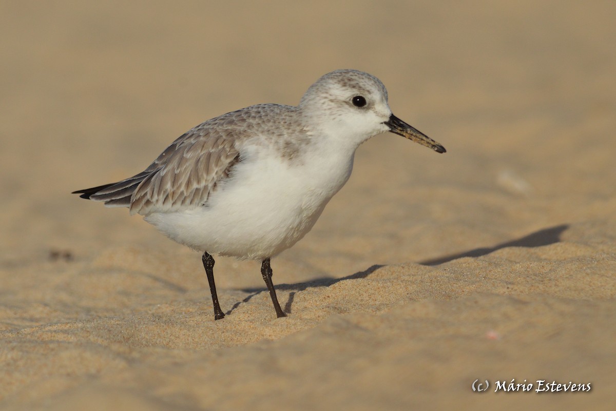 Sanderling - Mário Estevens