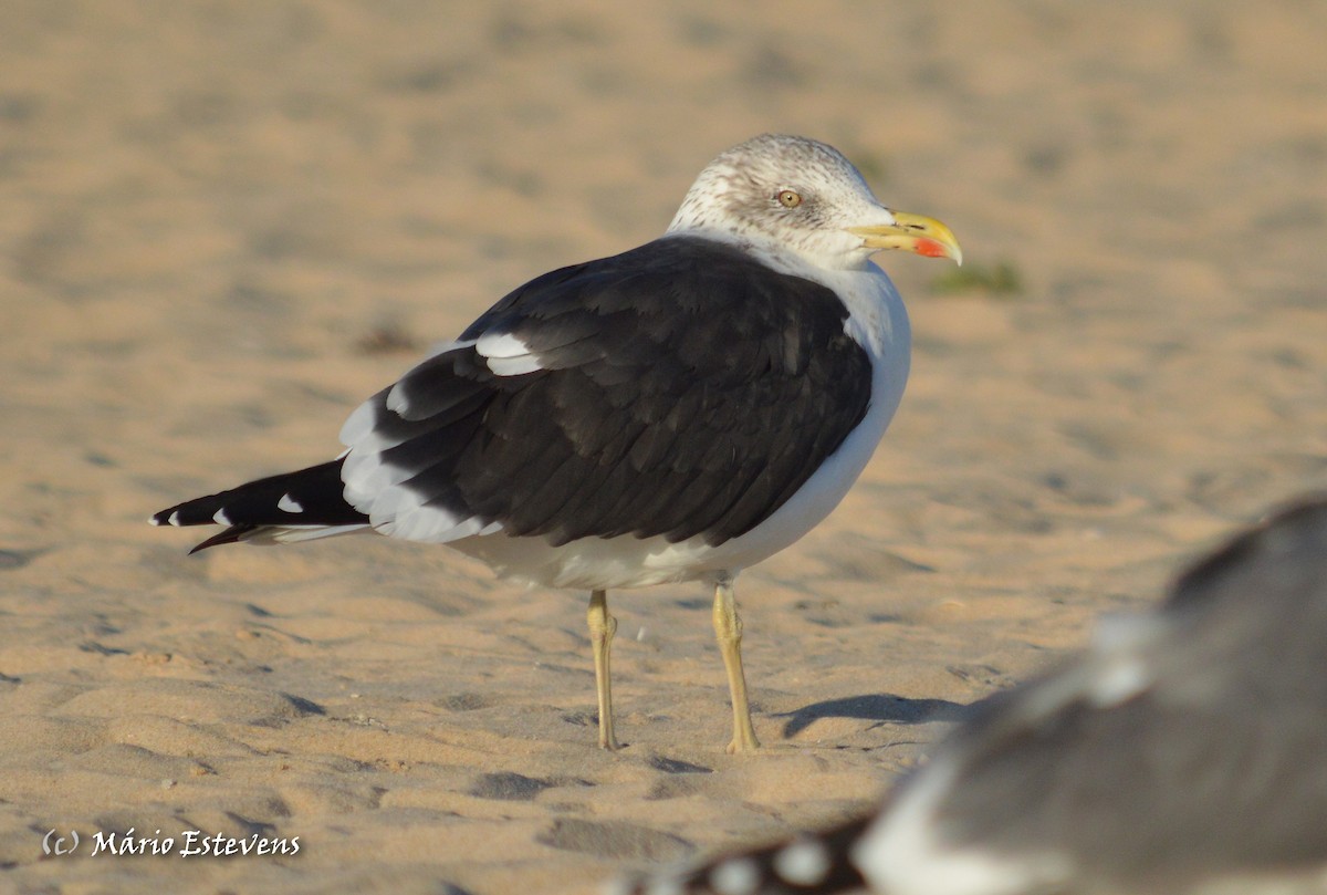 Lesser Black-backed Gull - ML44299771