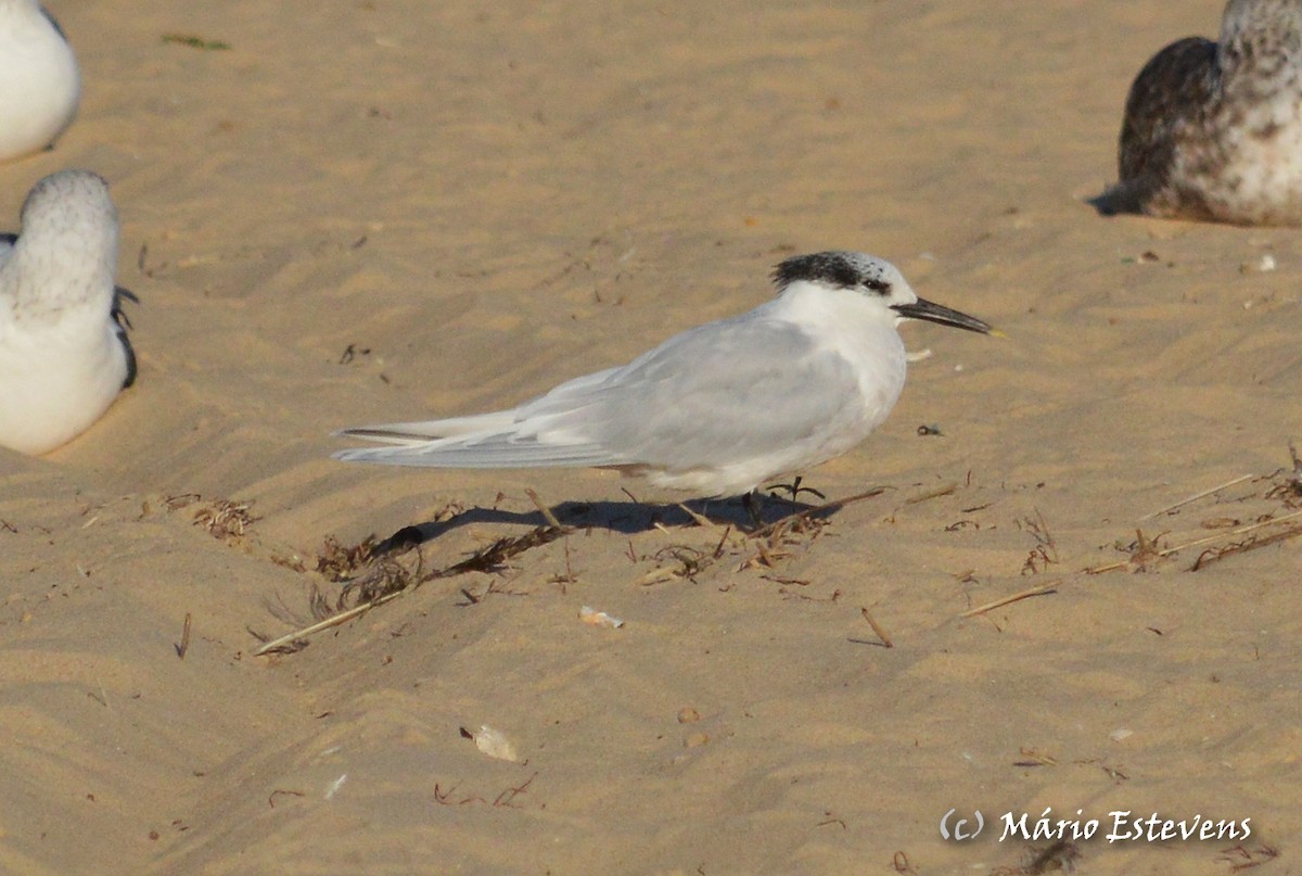 Sandwich Tern - ML44299791