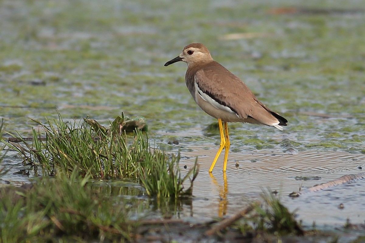 White-tailed Lapwing - Daniel Mitev