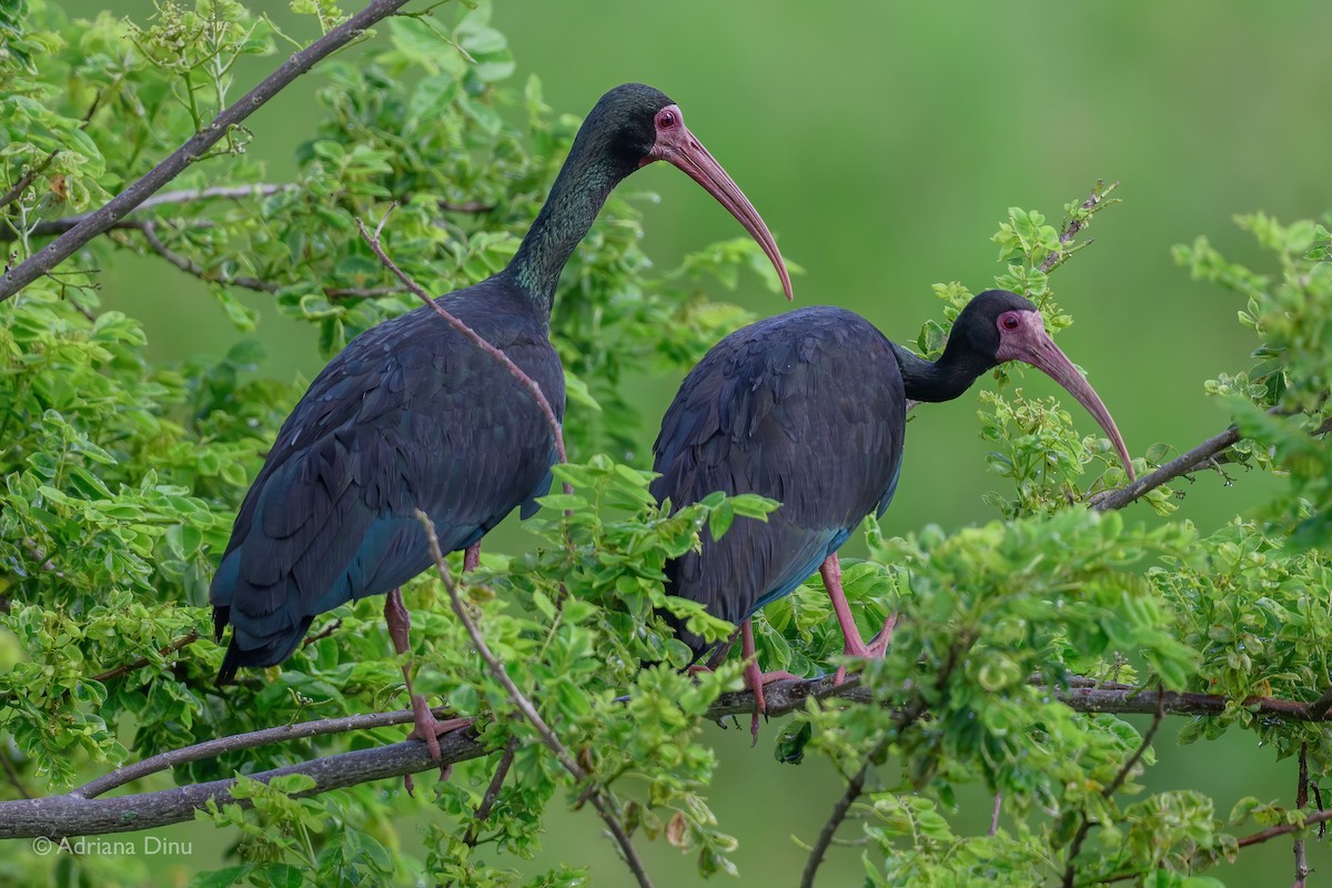 Bare-faced Ibis - ML442998741