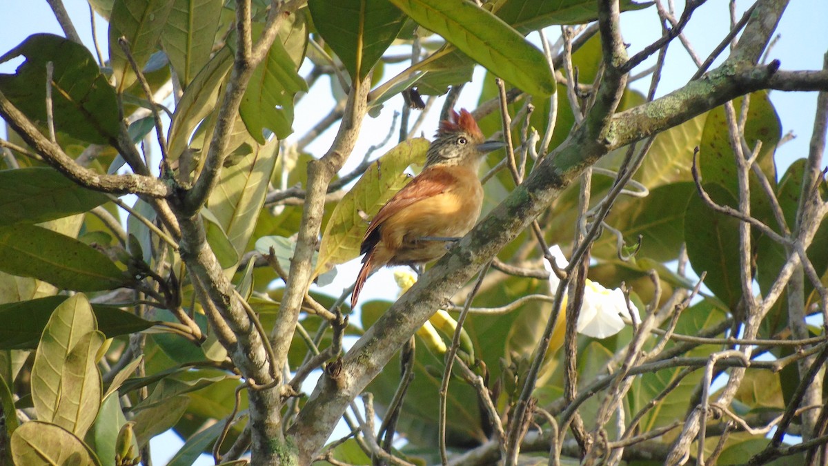 Barred Antshrike (Barred) - ML443000031