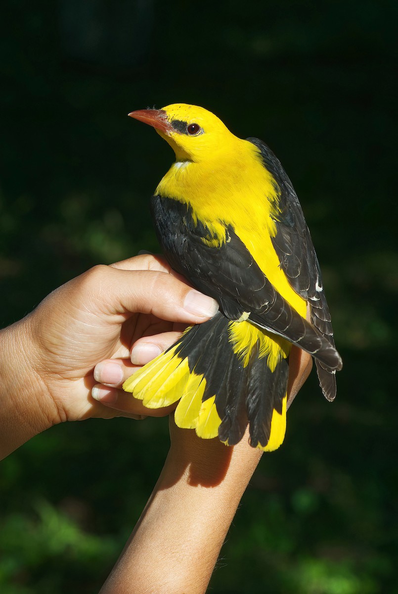 Urretxoria - ML443002251