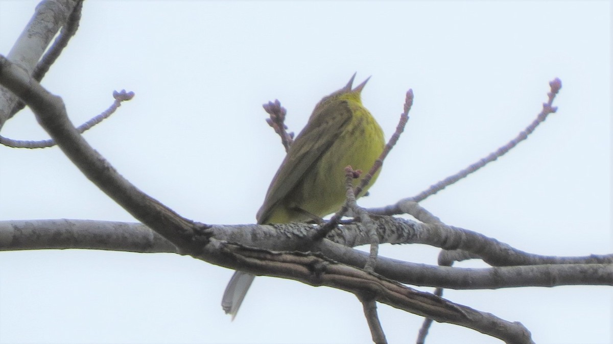 Palm Warbler - ML443002511