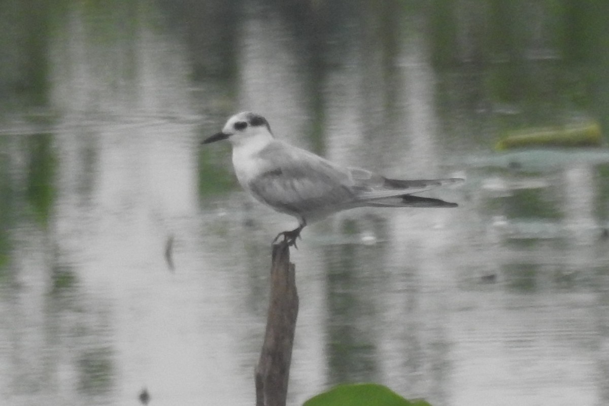 Whiskered Tern - ML443002831