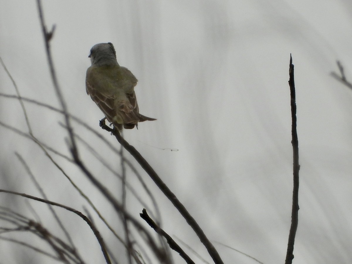 Couch's Kingbird - ML443002911