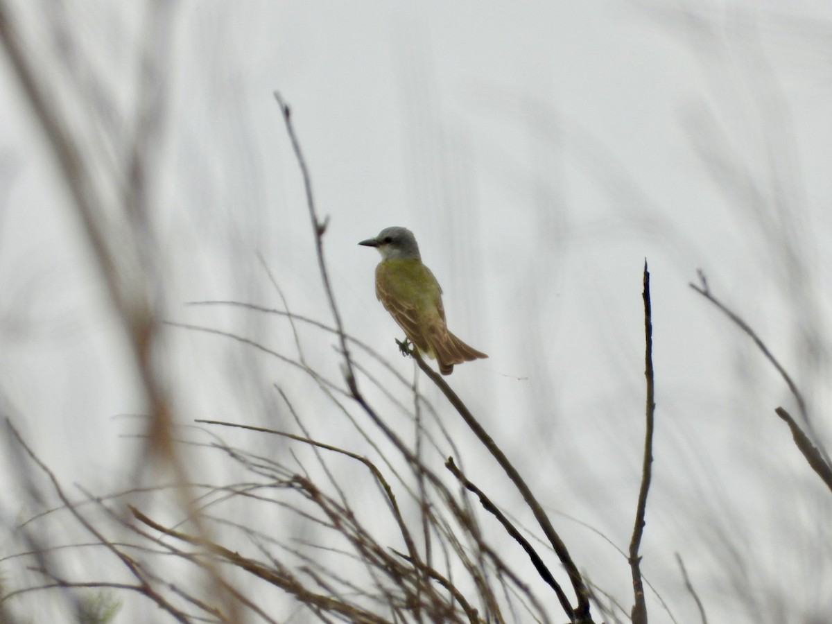 Couch's Kingbird - ML443002931