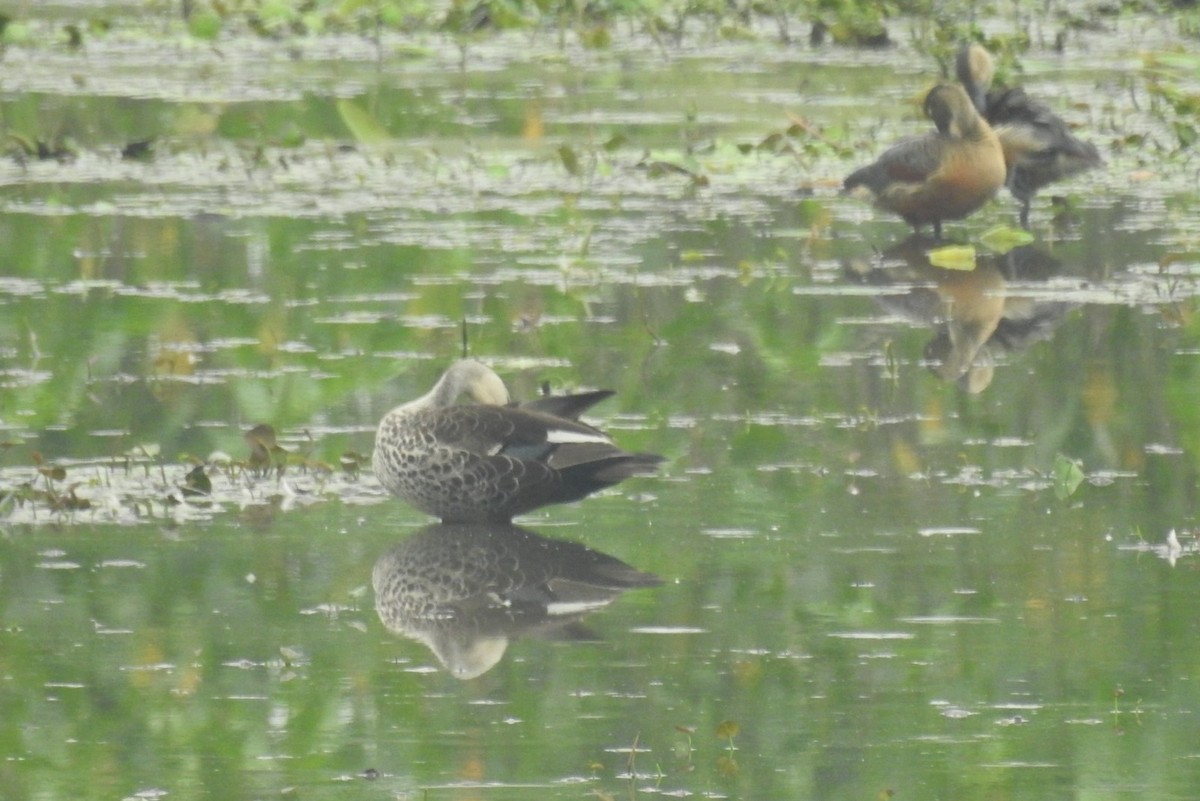 Indian Spot-billed Duck - ML443003041