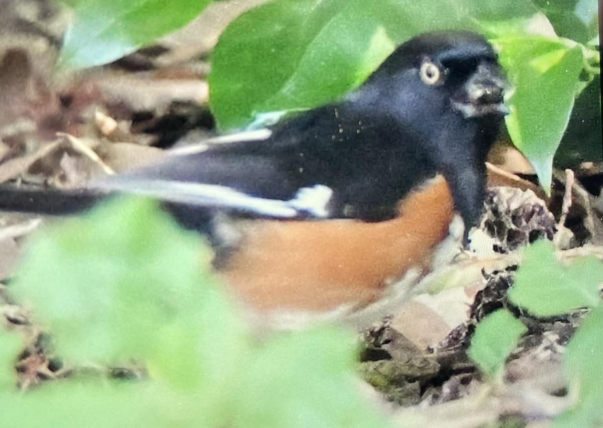 Eastern Towhee (White-eyed) - ML443003131