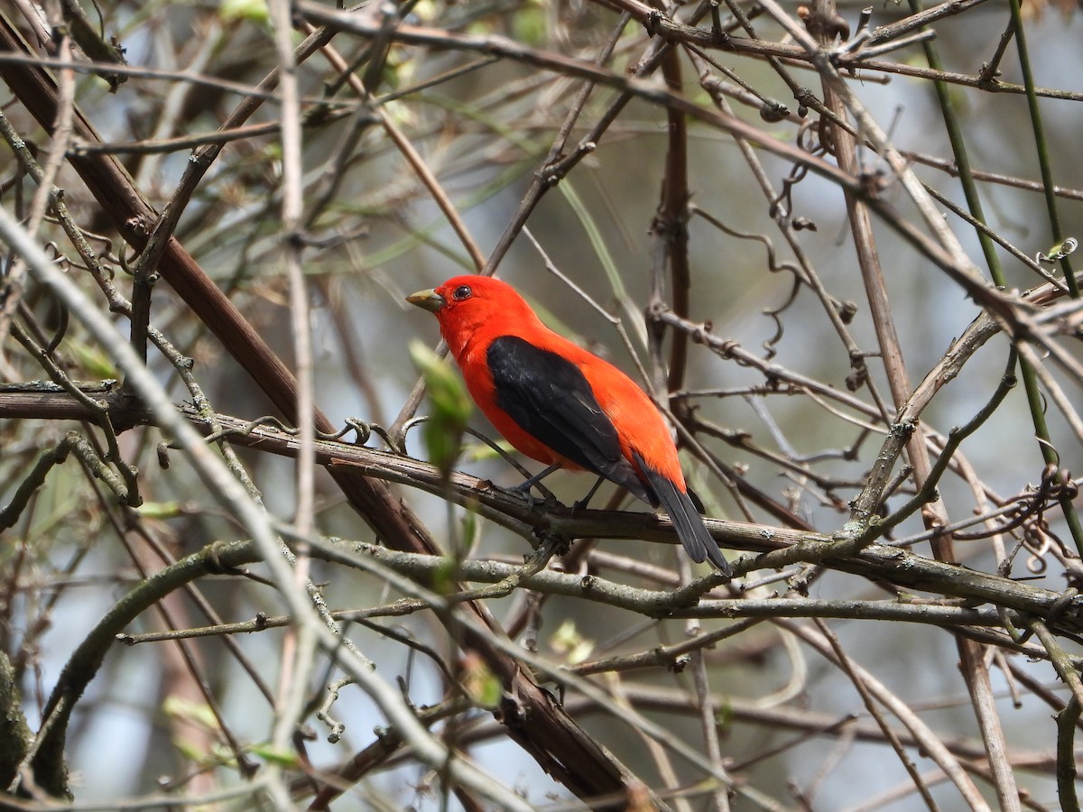 Piranga Escarlata - ML443003551