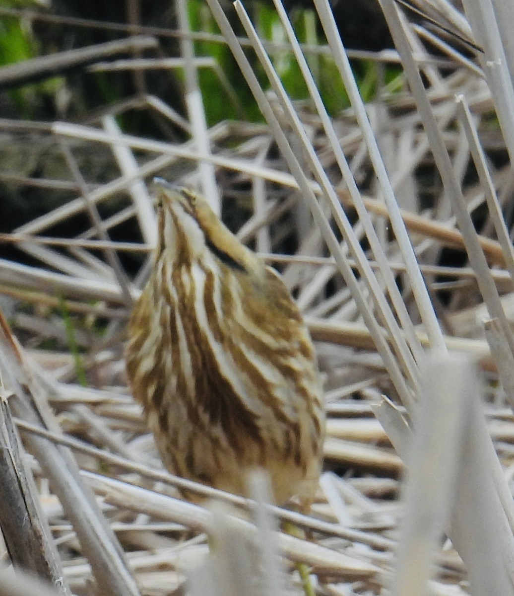 American Bittern - ML443004941