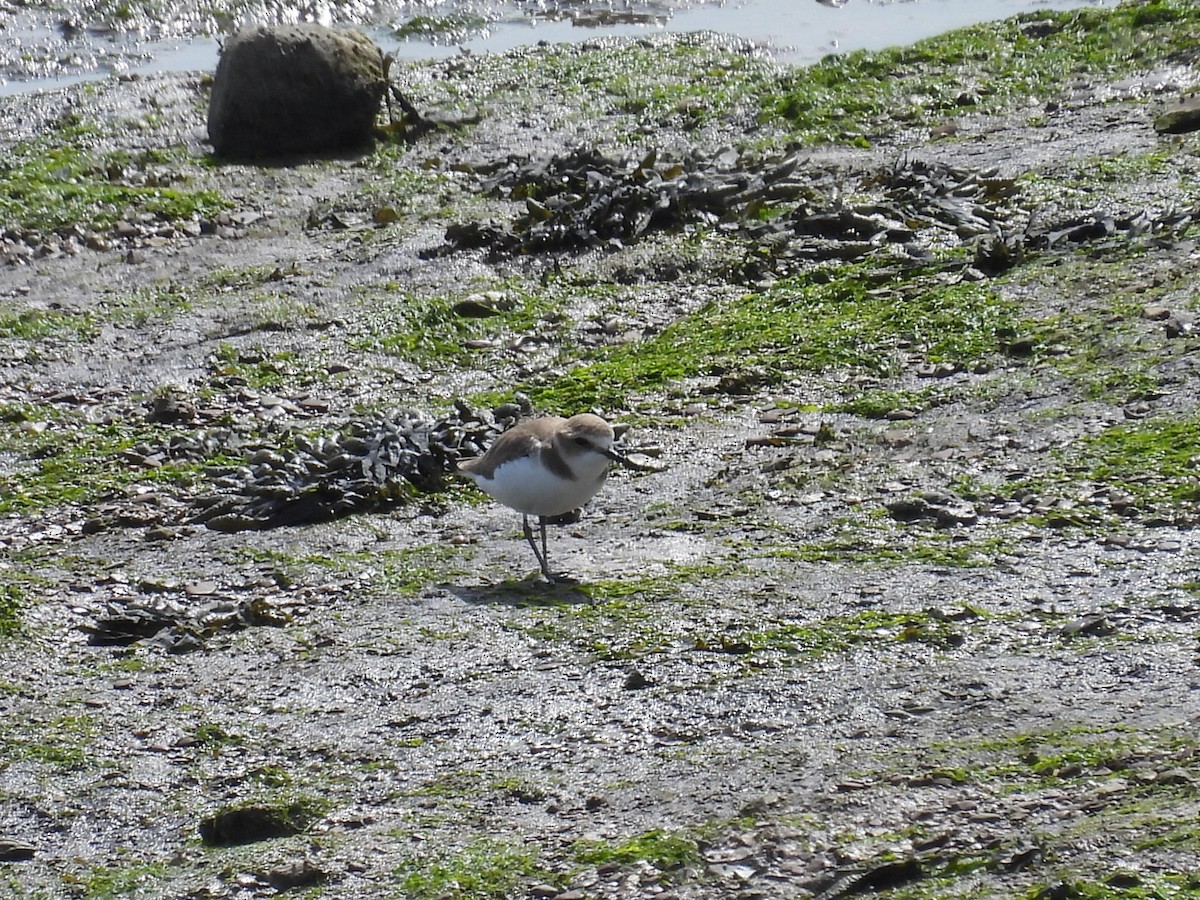 Kentish Plover - ML443007451