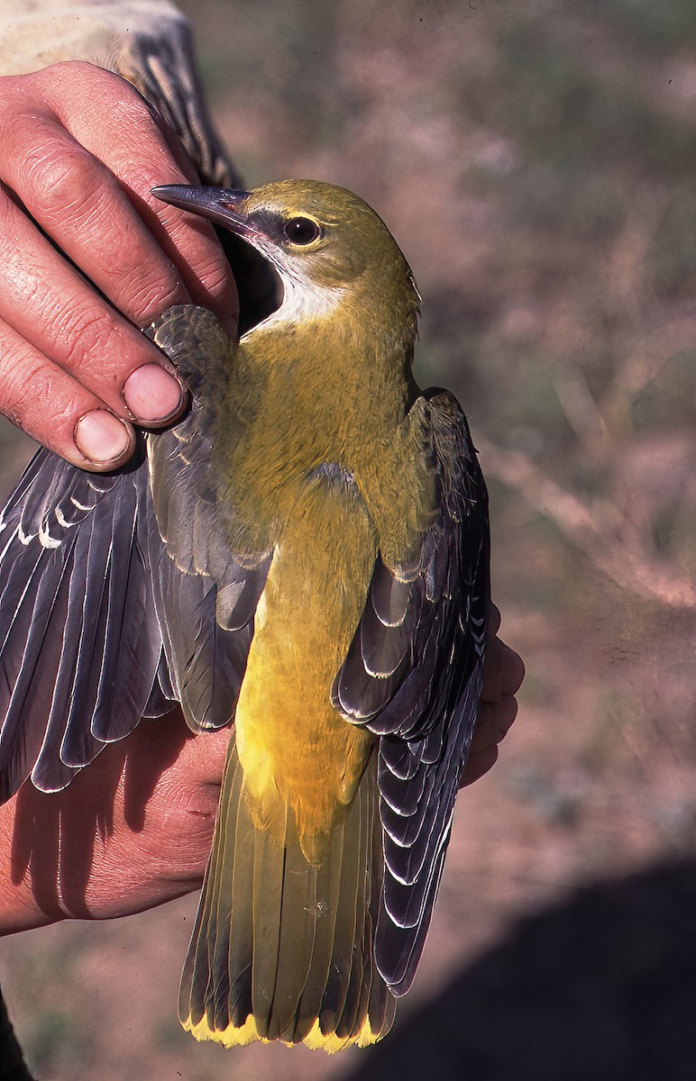 Urretxoria - ML443007521