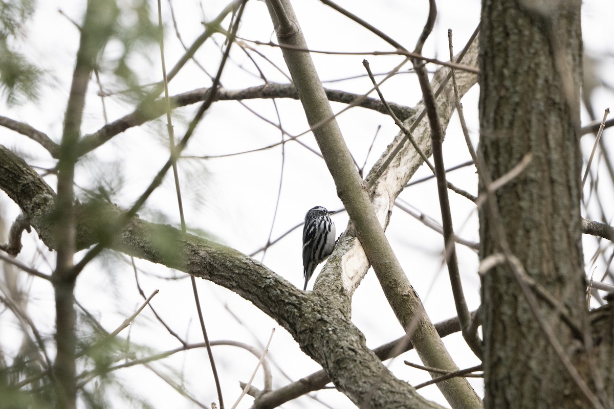 Black-and-white Warbler - ML443007561