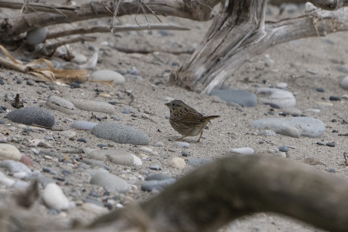 Lincoln's Sparrow - ML443007901