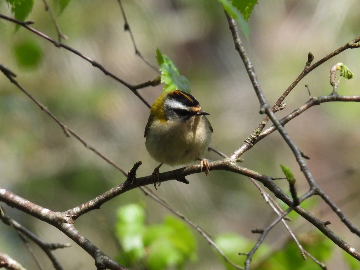 Common Firecrest - Simon Bradfield