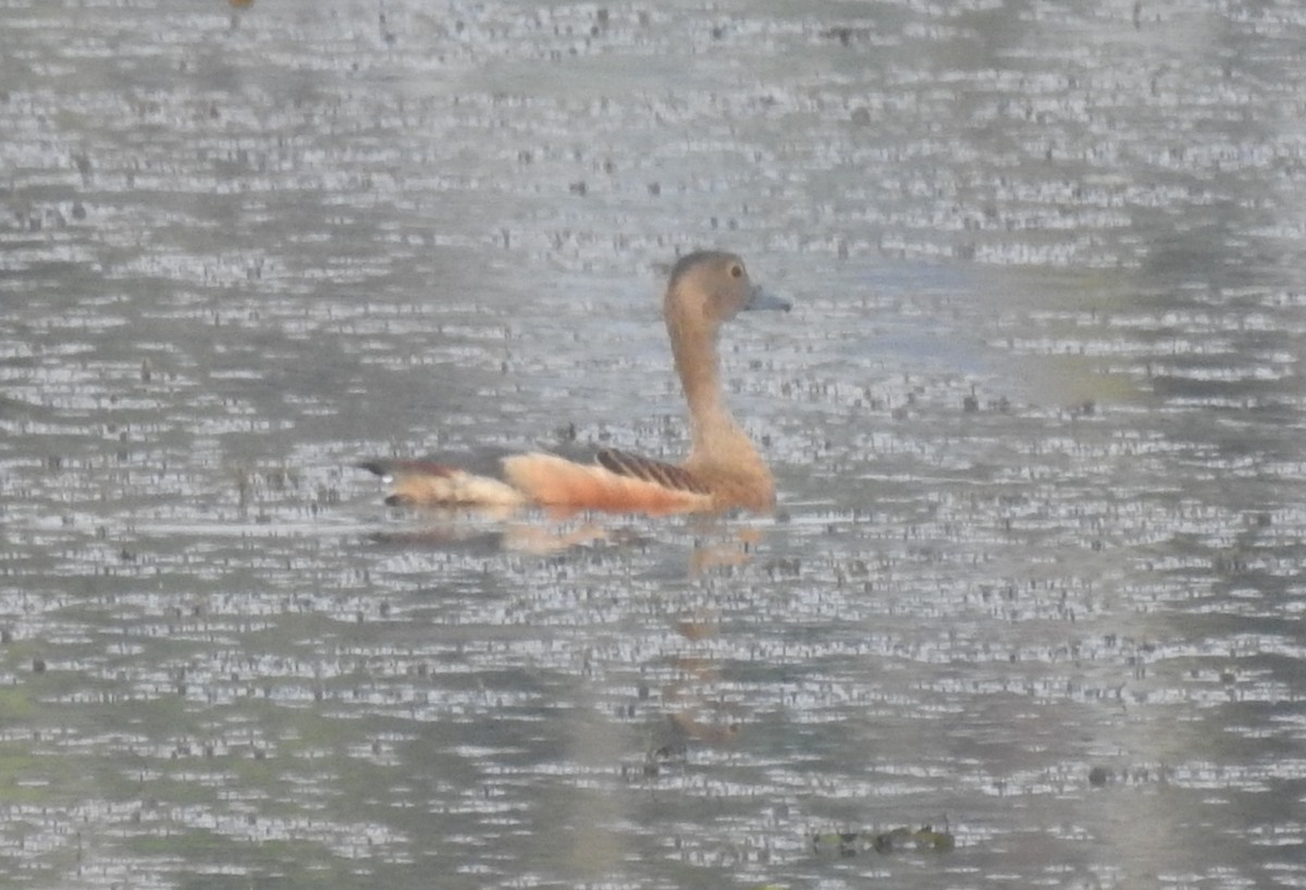 Lesser Whistling-Duck - ML443008161