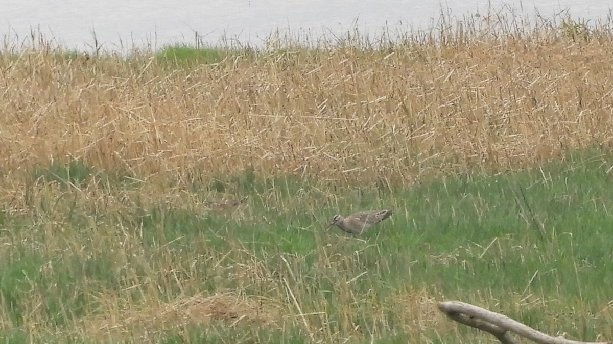 Whimbrel - Andy  Woodward