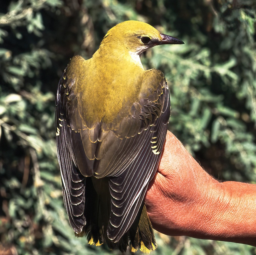 Eurasian Golden Oriole - ML443008951