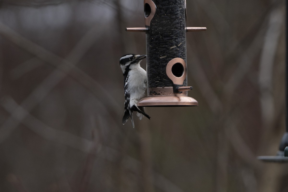 Downy Woodpecker - ML443009431