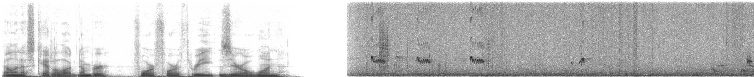 Ash-throated Flycatcher - ML44301