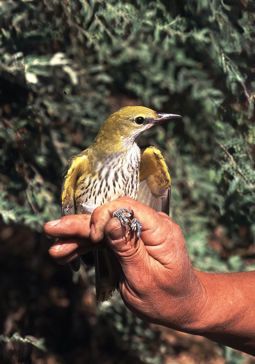 Urretxoria - ML443010391