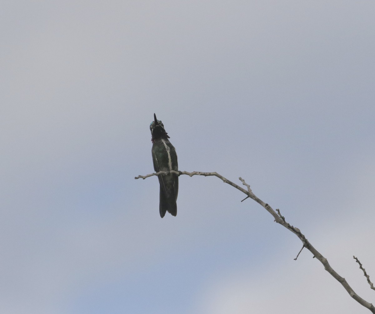 kolibřík hvězdohrdlý - ML443012321