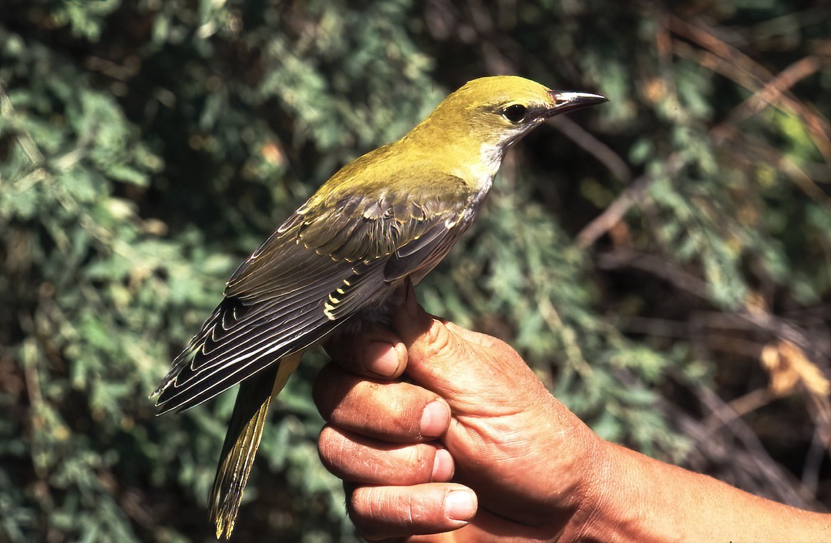 Urretxoria - ML443012581