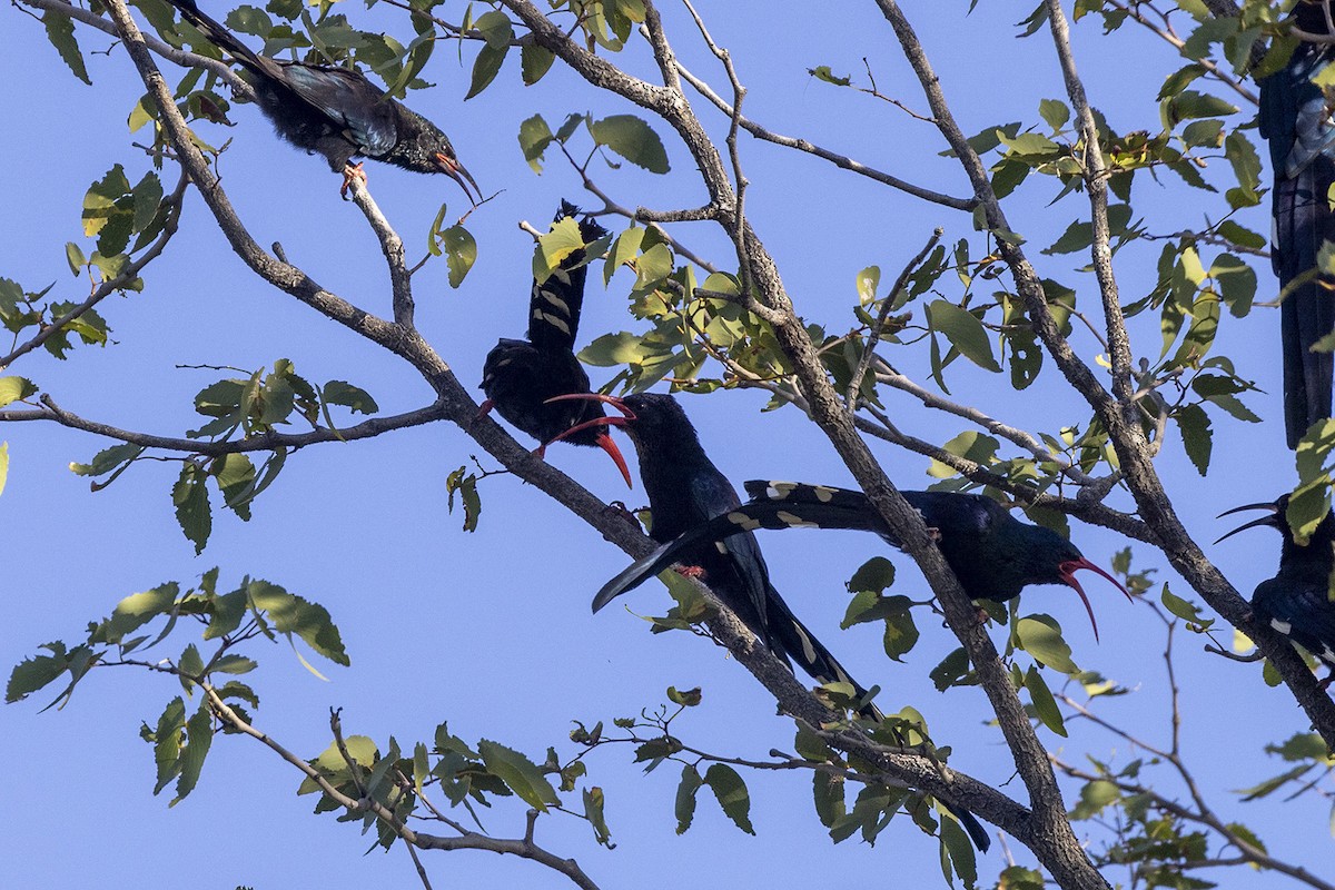 Violet Woodhoopoe (Violet) - ML443012631