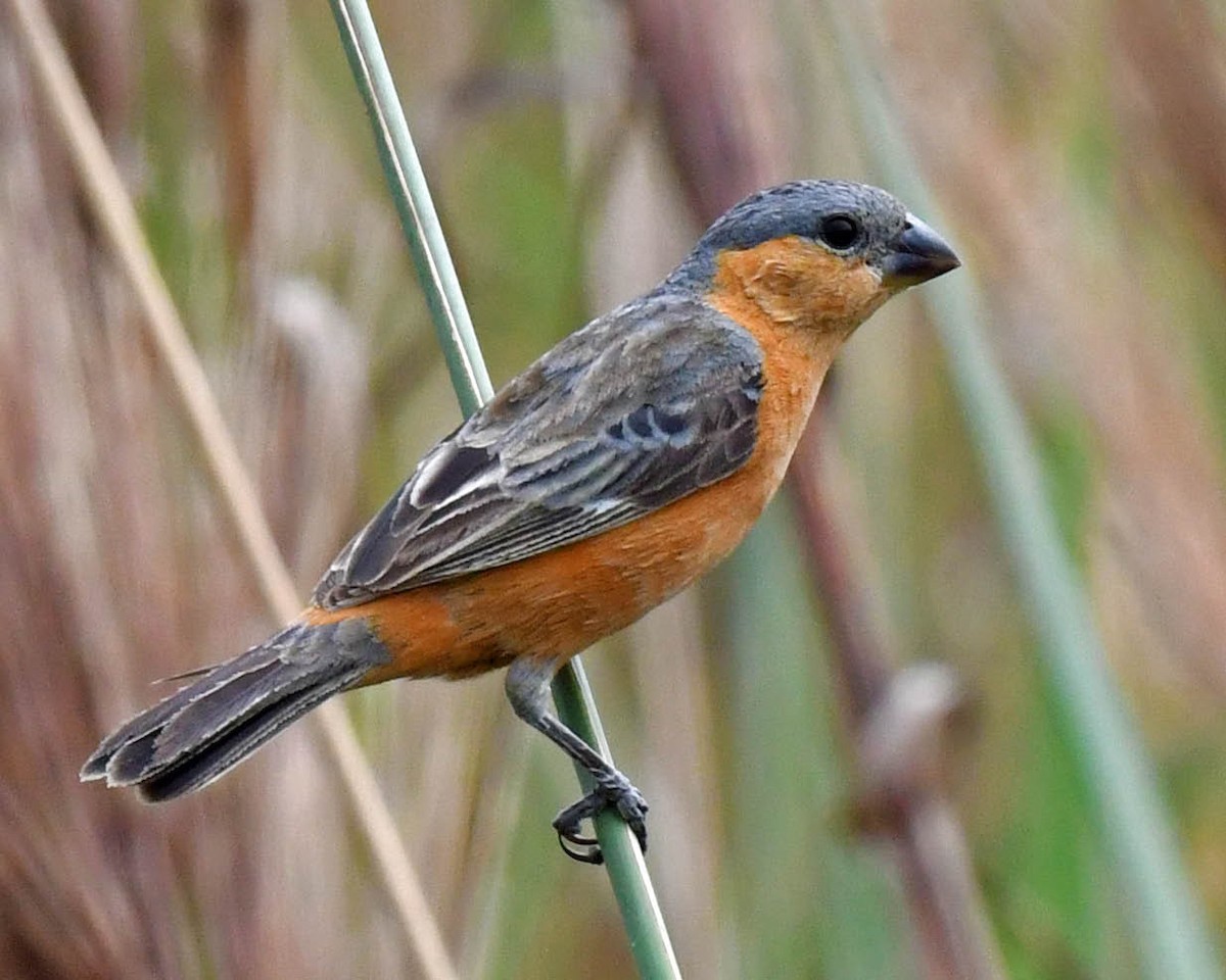 Tawny-bellied Seedeater - ML443012871