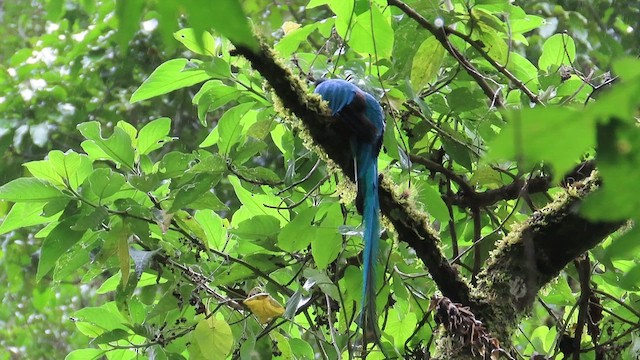 Quetzal Guatemalteco - ML443012921
