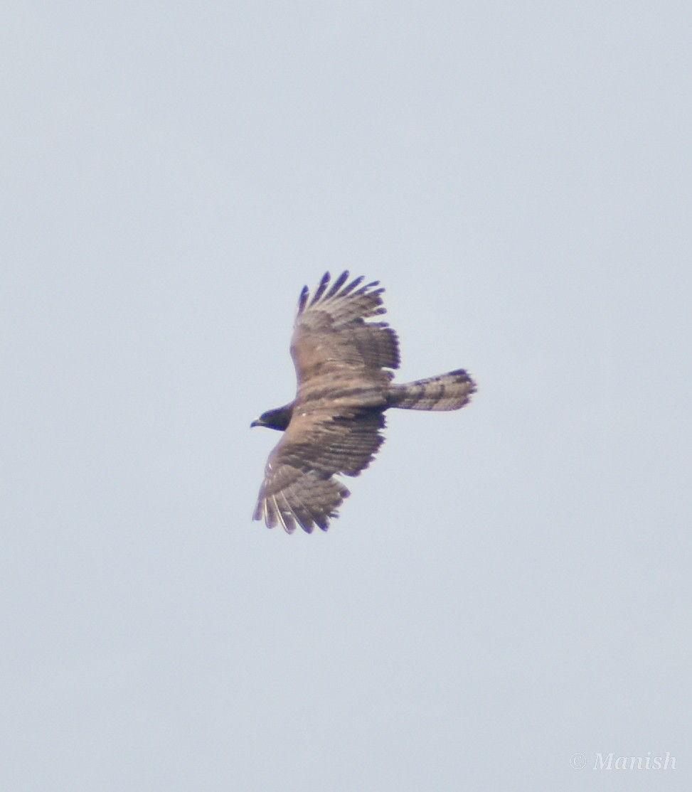 Oriental Honey-buzzard - Manish Kumar Chattopadhyay