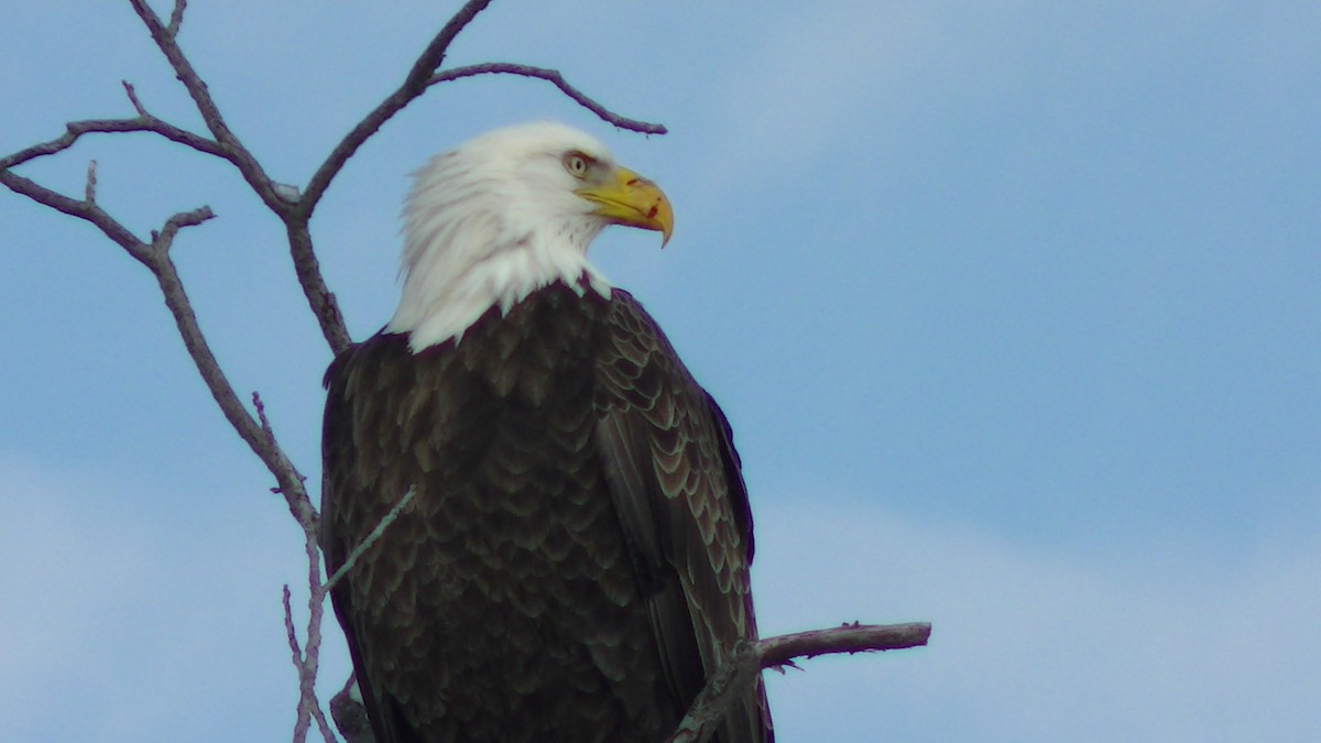 Bald Eagle - ML44301481