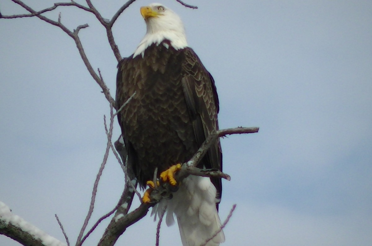 Bald Eagle - ML44301521