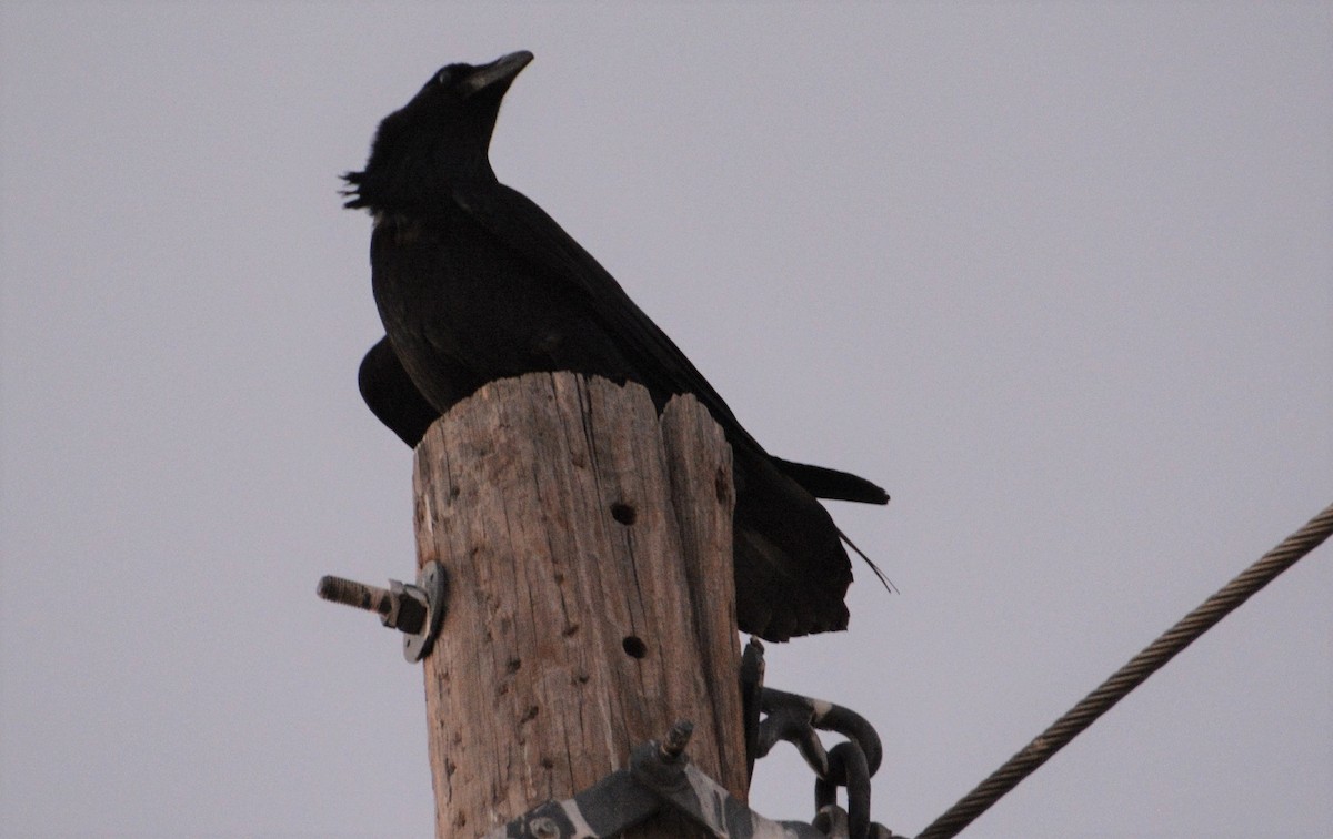 Chihuahuan Raven - ML443015461