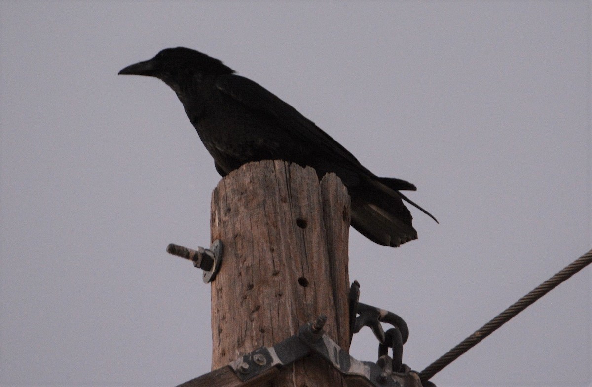 Chihuahuan Raven - ML443015531