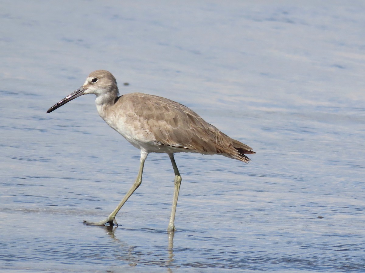 Willet - ML443015661