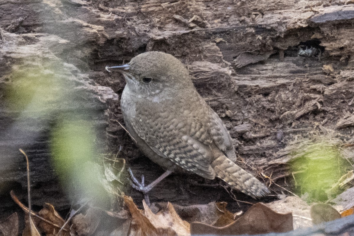 House Wren - Caleb Myers