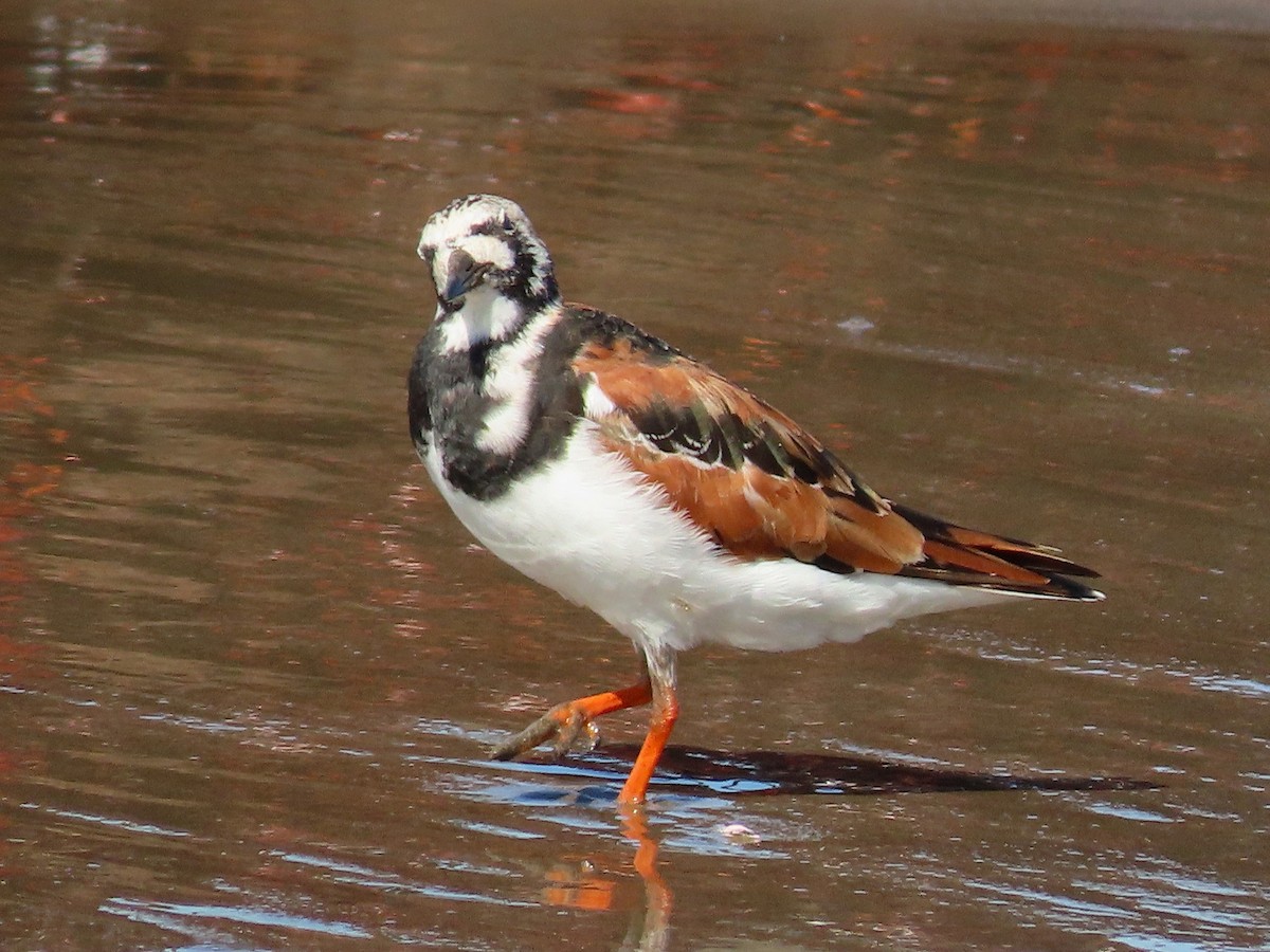 Ruddy Turnstone - ML443016361