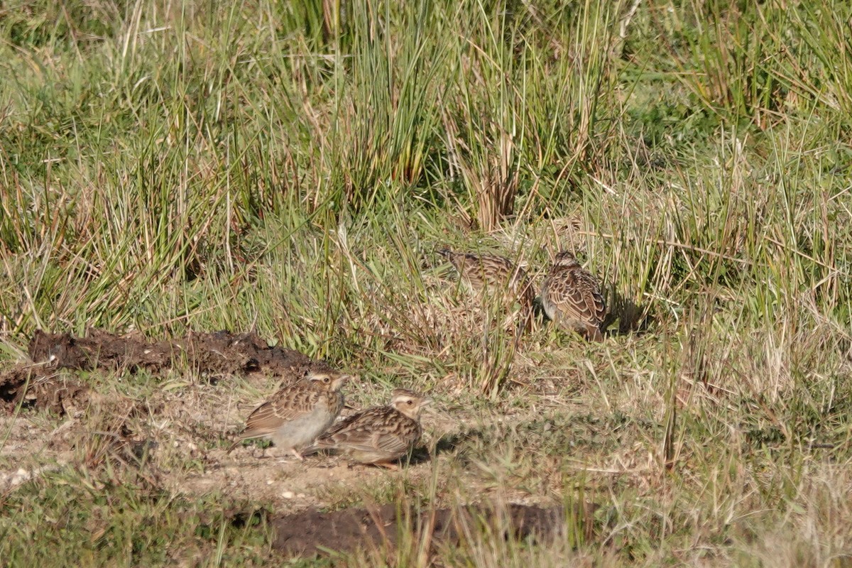 Wood Lark - Roly Pitts