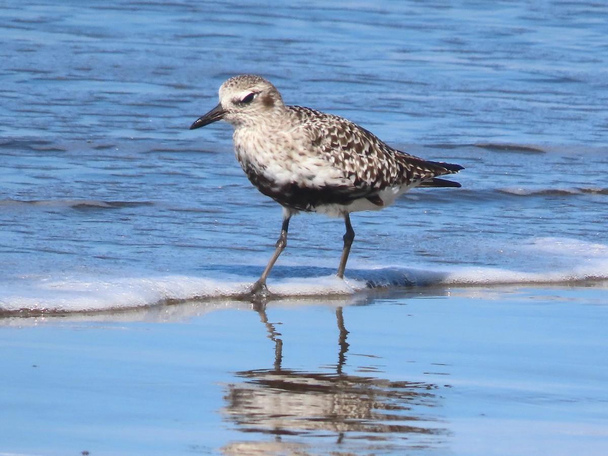 Black-bellied Plover - ML443016491