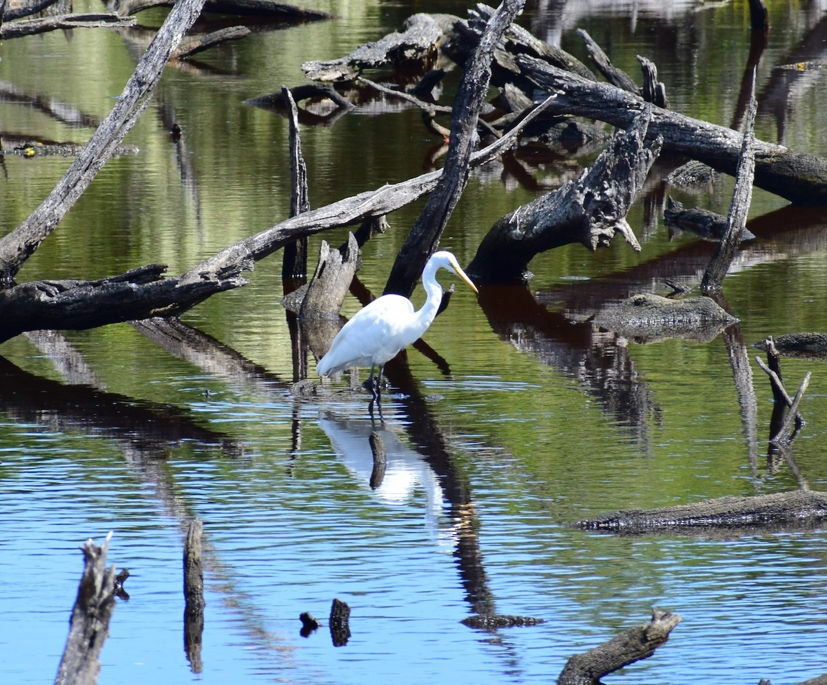 Great Egret - ML443016751