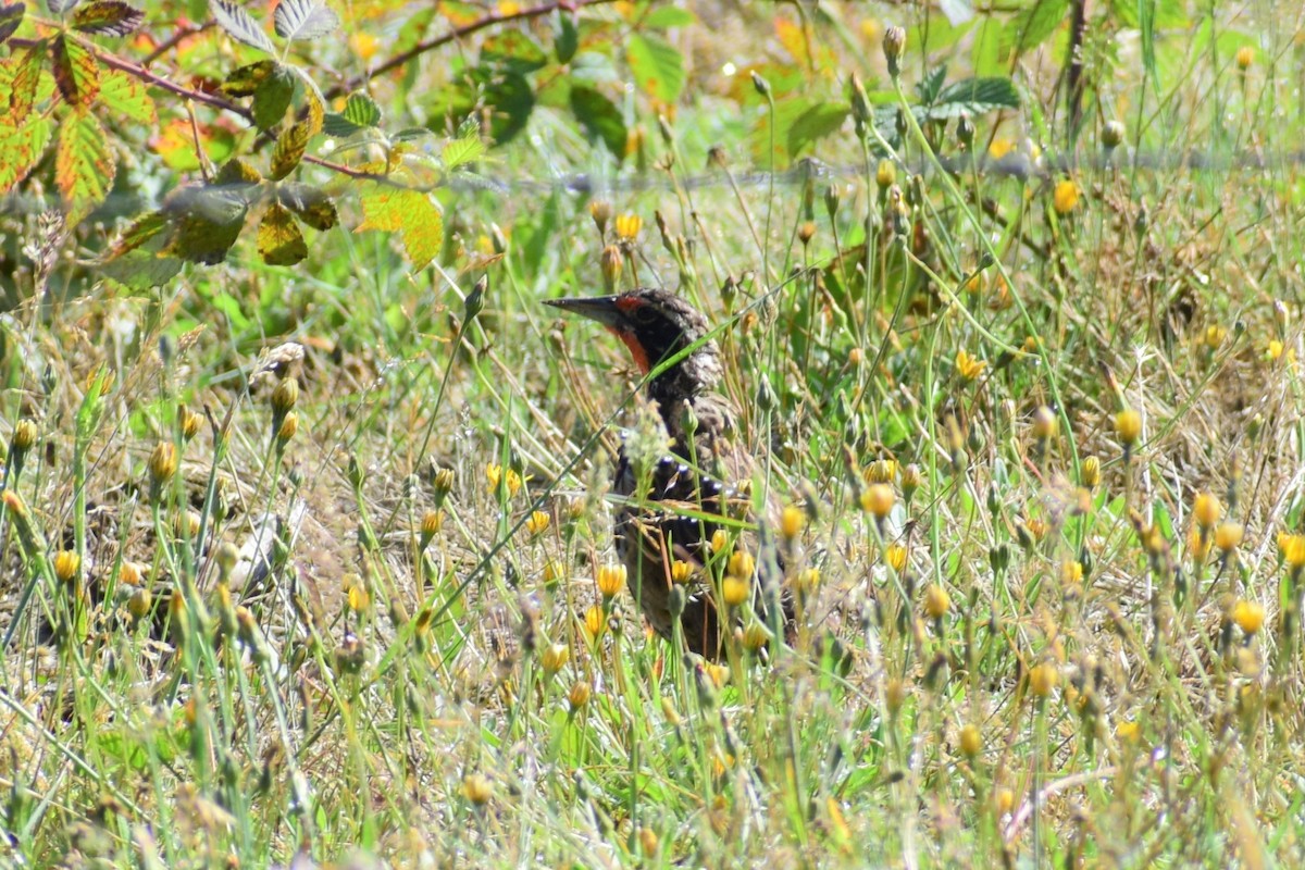 Long-tailed Meadowlark - ML443016901