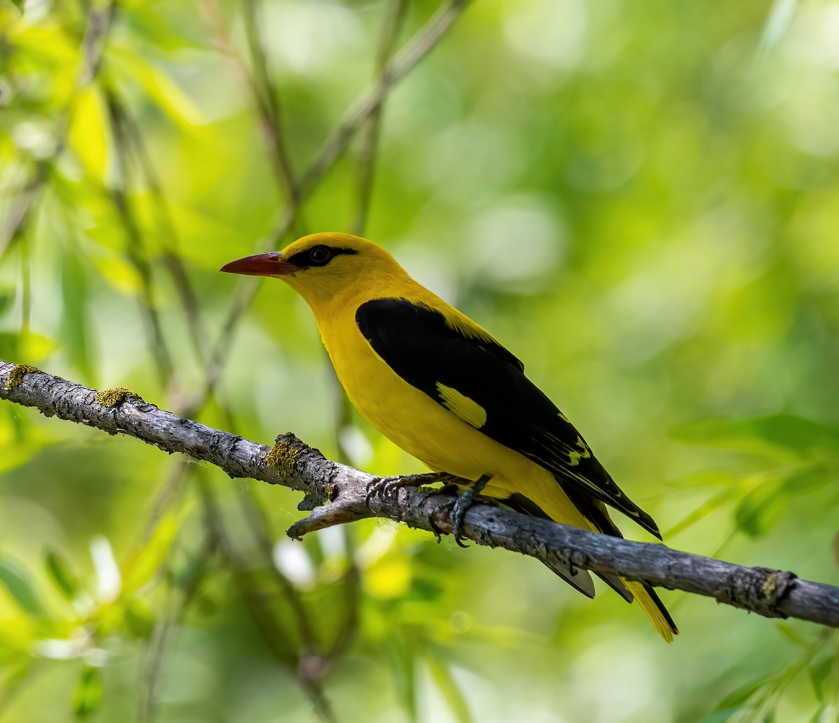 Indian Golden Oriole - ML443017291