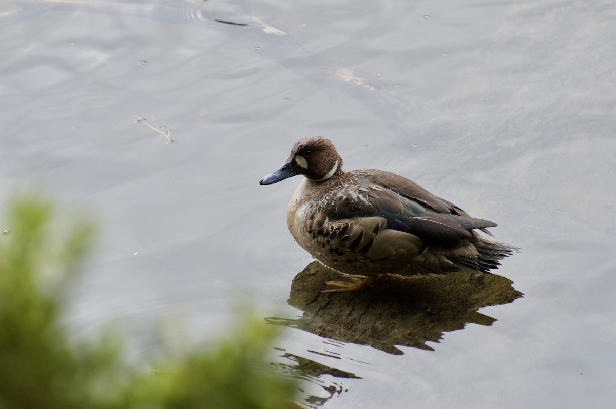 Spectacled Duck - ML44301811